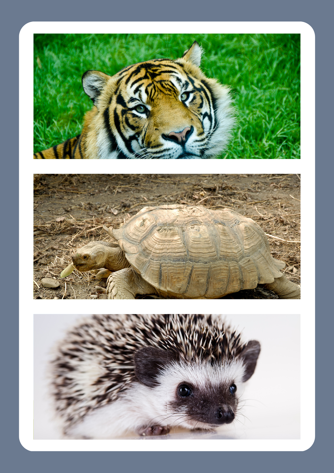 Animal Pictures to laminate and cut in half as a simple puzzle for early years. tiger, tortoise,hedgehog