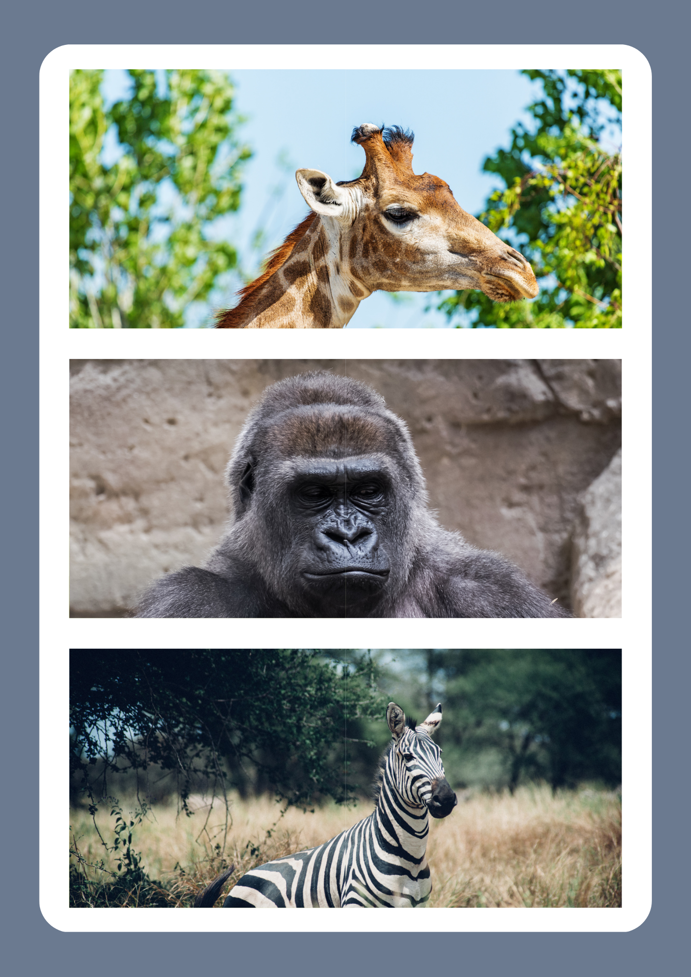 Animal Pictures to laminate and cut in half as a simple puzzle for early years. Giraffe, Gorilla, Zebra.