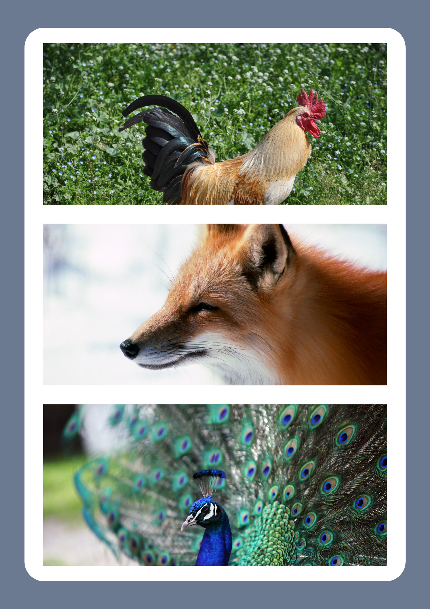 Animal Pictures to laminate and cut in half as a simple puzzle for early years. Three animals: a rooster, a fox, and a peacock, displayed in a collage format.